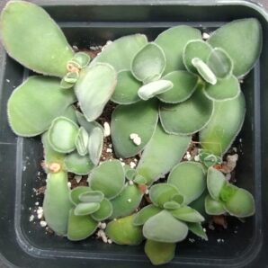 crassula cotyledonis