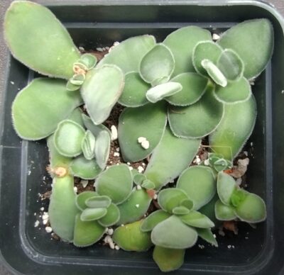 crassula cotyledonis