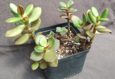 crassula ovata 2 різновиди