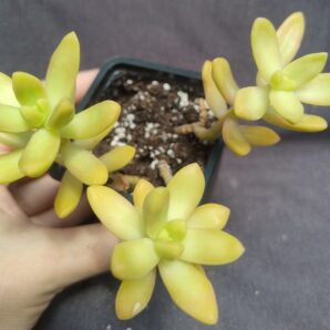Sedum Nussbaumerianum