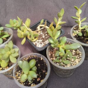 Adromischus hemisphaericus