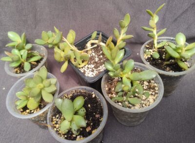 Adromischus hemisphaericus