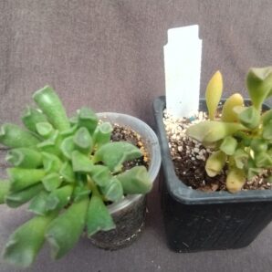 Adromischus alveolatus