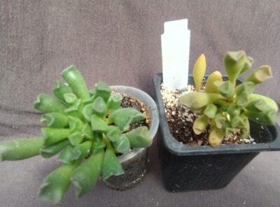 Adromischus alveolatus
