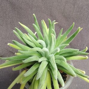crassula hirta