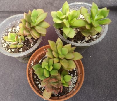 Anacampseros Sunrise