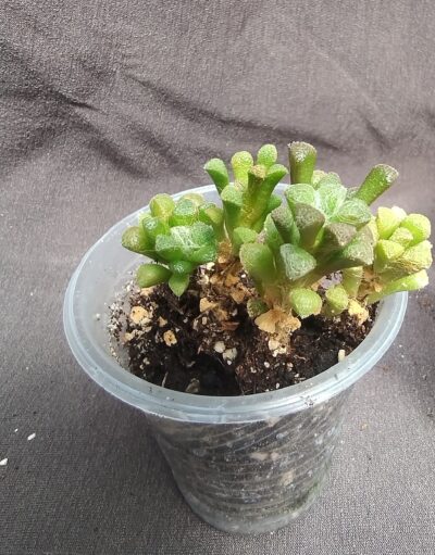 Anacampseros filamentosa subs. tomentosa