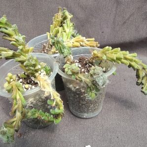 Anacampseros filamentosa subs. tomentosa
