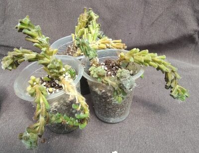 Anacampseros filamentosa subs. tomentosa