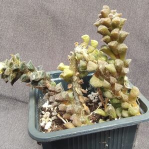 Anacampseros filamentosa