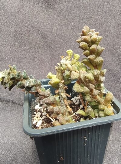Anacampseros filamentosa