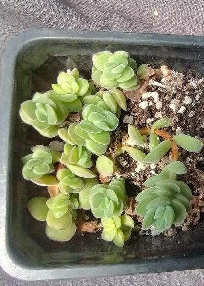 Crassula sericea var. velutina малеча - Зображення 2