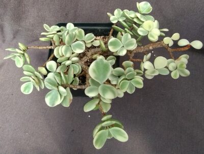 Portulacaria Afra Variegata