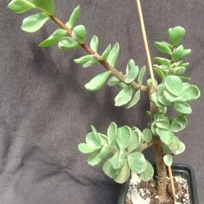 Portulacaria Afra Variegata