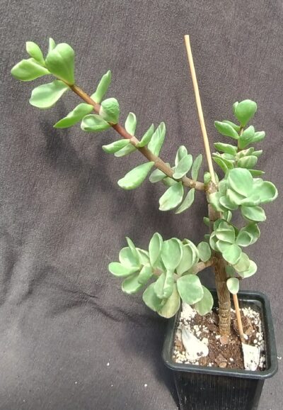 Portulacaria Afra Variegata