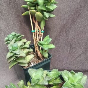 Crassula cv. Spring Time (X nudicaulis) більша