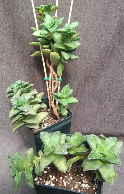 Crassula cv. Spring Time (X nudicaulis) більша