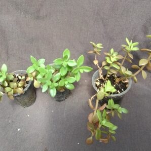 Crassula volkensii права