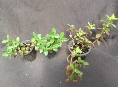 Crassula volkensii права