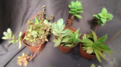 набір crassula