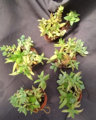 набір crassula - Зображення 2