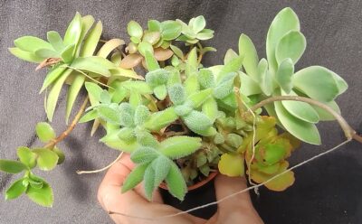 набір crassula