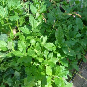 Talinum paniculatum (Claytonia paniculata = Portulaca paniculata)