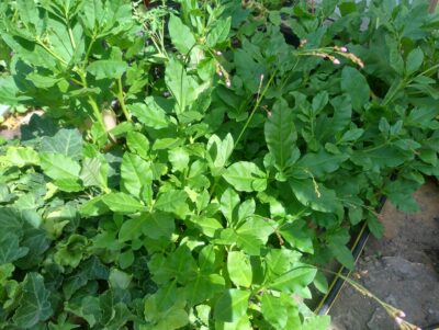 Talinum paniculatum (Claytonia paniculata = Portulaca paniculata)
