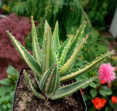 Aloe Nobilis Variegata - Зображення 2