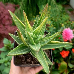 Aloe Nobilis Variegata