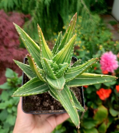 Aloe Nobilis Variegata