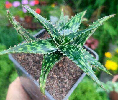 Aloe jucunda