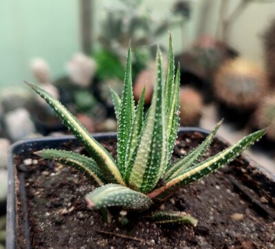 Haworthia attenuata f.variegata - Зображення 2