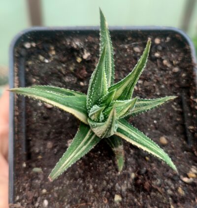 Haworthia attenuata f.variegata - Зображення 3