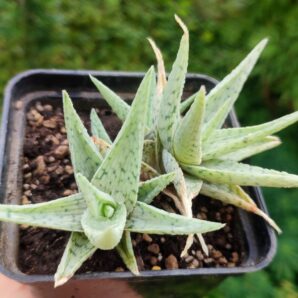 Aloe cv. White Cloud