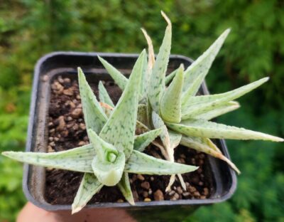 Aloe cv. White Cloud