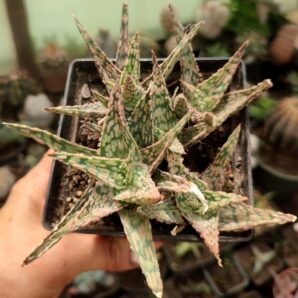 Aloe
