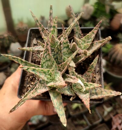 Aloe