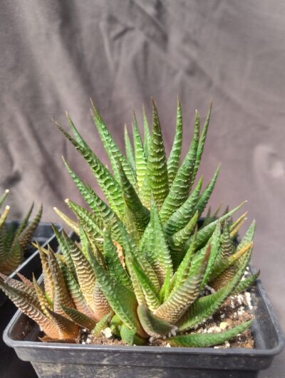 haworthia limifolia 2 культивара - Зображення 3
