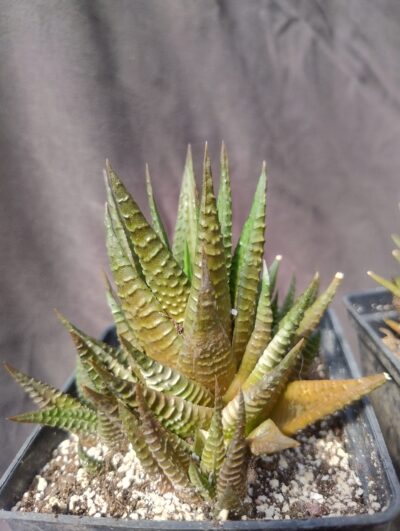 haworthia limifolia 2 культивара - Зображення 4