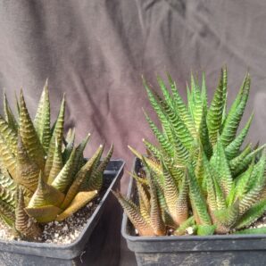 haworthia limifolia 2 культивара