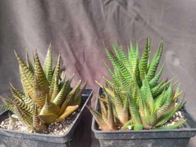 haworthia limifolia 2 культивара