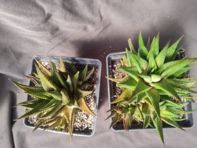 haworthia limifolia 2 культивара - Зображення 2