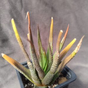 haworthia attenuata
