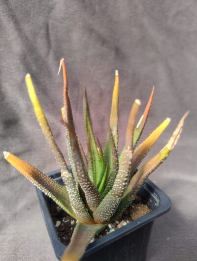 haworthia attenuata