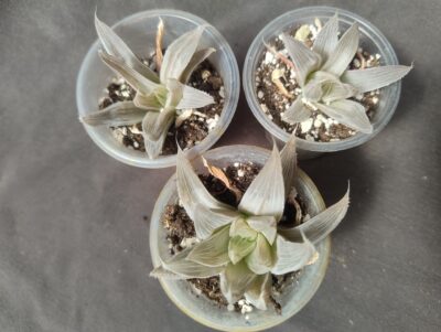 haworthia Grey Ghoust дітка