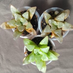 haworthia retusa variegata(фотоварієгатність)