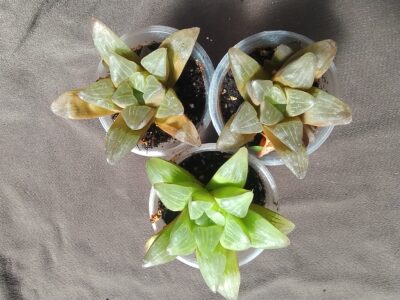 haworthia retusa variegata(фотоварієгатність)