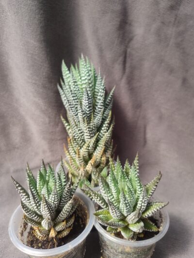 Haworthia chalumnensis RIB0445, banks of Chalumna River менша - Зображення 2