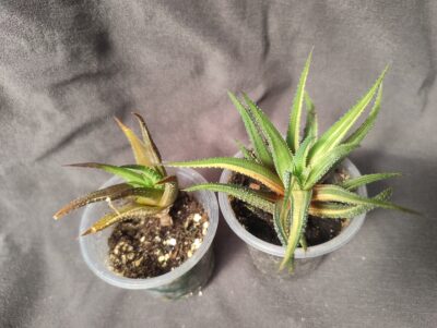 haworthia fasciata variegata менша